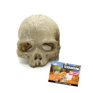 Reptile Nova Sisustuskallo ihminen