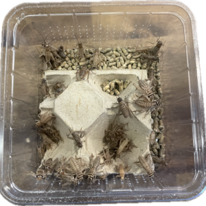 Sirkkarasia (Acheta domesticus)