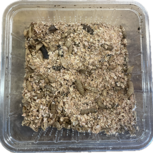 Mustasotilaskärpäsen toukka