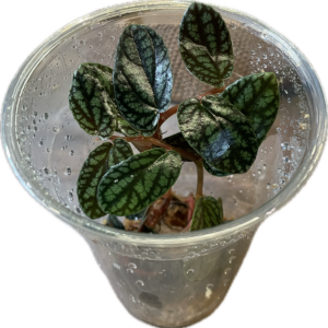 Pellionia pulchra pistokkaat