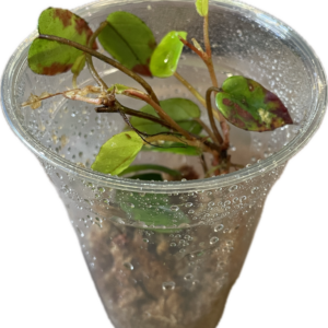 Begonia schulzei pistokkaat