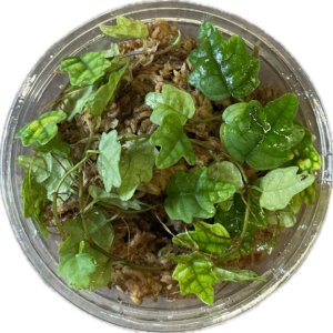 Ficus quercifolia pistokkaat