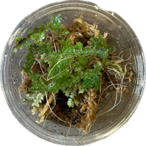 Selaginella uncinata pistokkaat