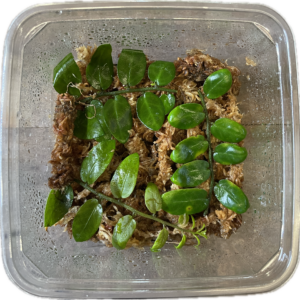 Solanum sp. pistokkaat