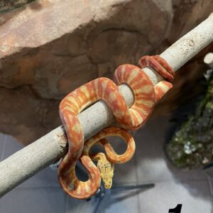 Corallus hortulana cb25 (Amazonin puuboa poikanen)