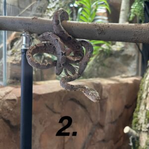 Corallus hortulana cb25 (Amazonin puuboa 2.)