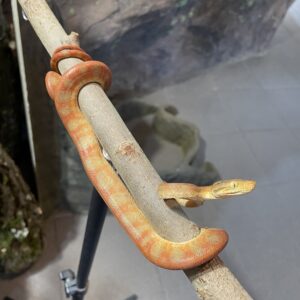 Corallus hortulana terraariopaketti