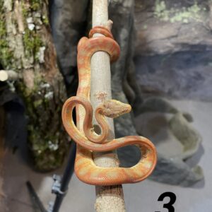 Corallus hortulana cb25 (Amazonin puuboa 3.)