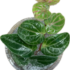 Piper ribesioides pistokkaat