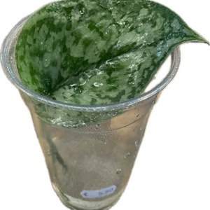 Scindapsus pictus pistokkaat
