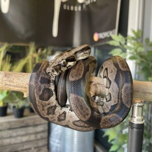 Kuningasboa, Boa imperator Motley het. leopard 1.0