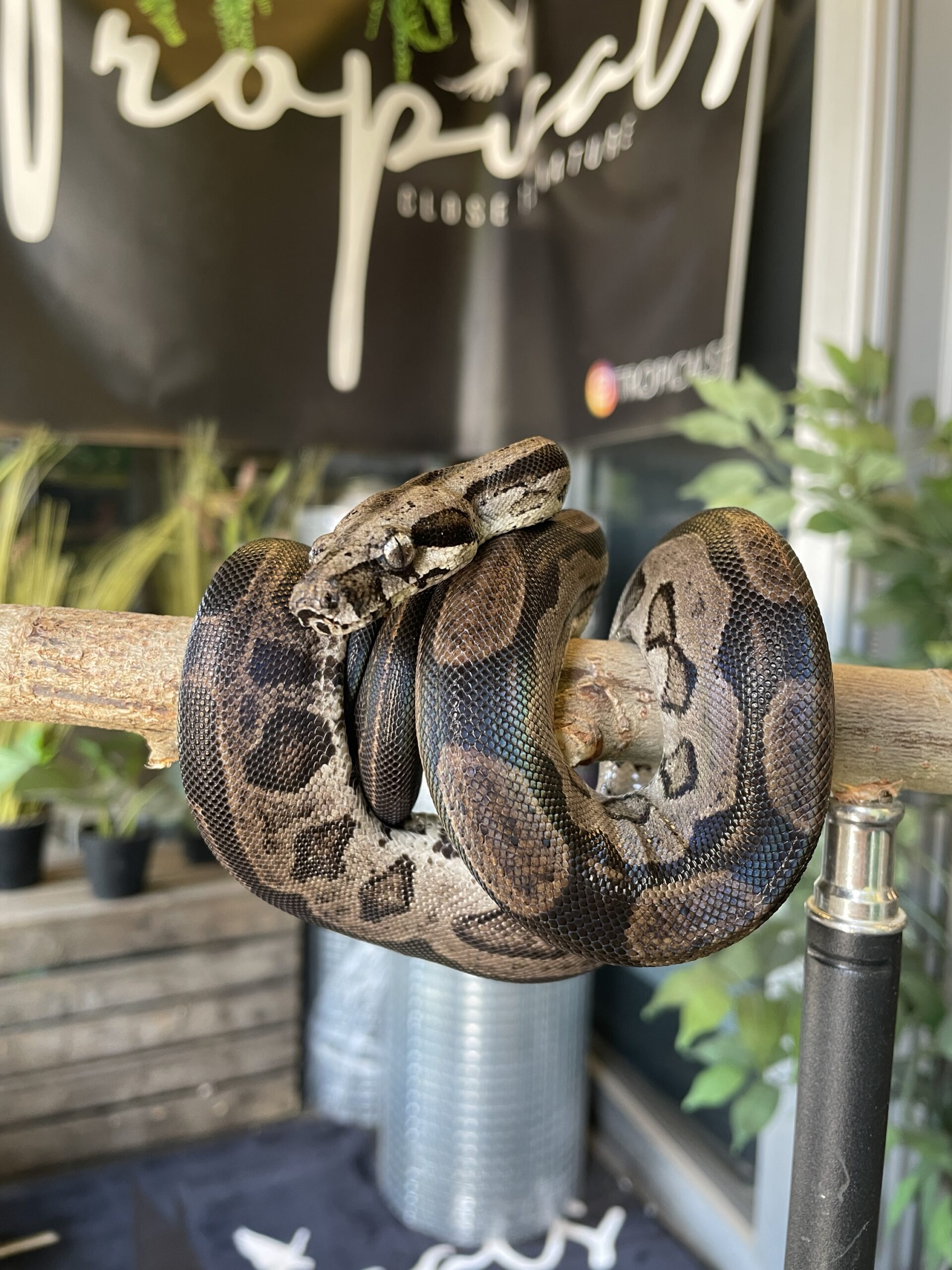 Kuningasboa, Boa imperator Motley het. leopard 1.0