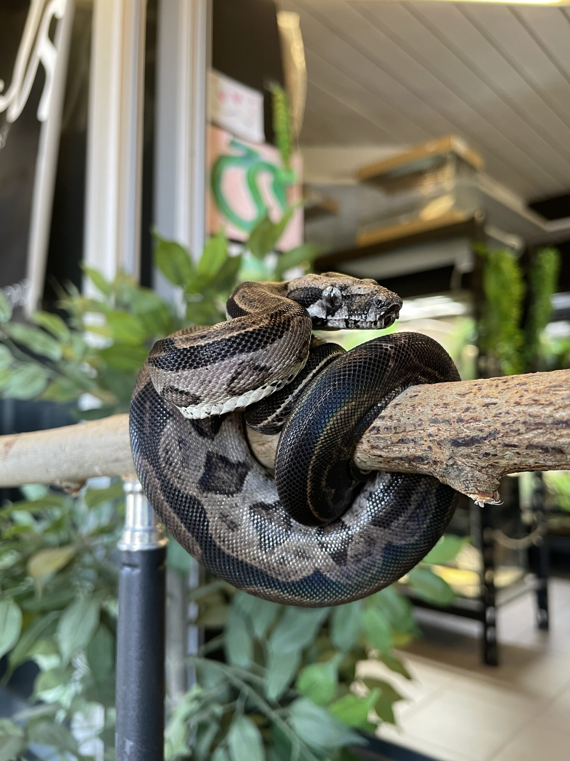 Kuningasboa, Boa imperator Motley het. leopard 1.0 - Image 2
