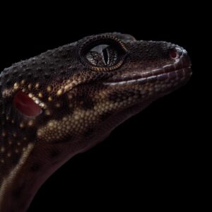 Eublepharis macularius Leopardigekko Black night 0.1 CB25
