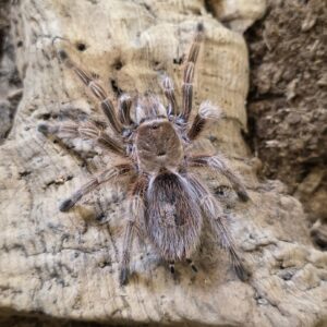 Grammostola rosea (8cm leg span) 0.1
