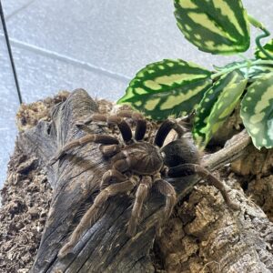 Pamphobeteus fortis sub-adult 0.1