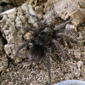 Pamphobeteus sp. hexa sub-adult 0.1