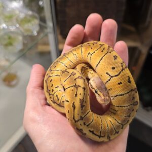 Kuningaspyton Pastel Pinstripe 1.0 C101