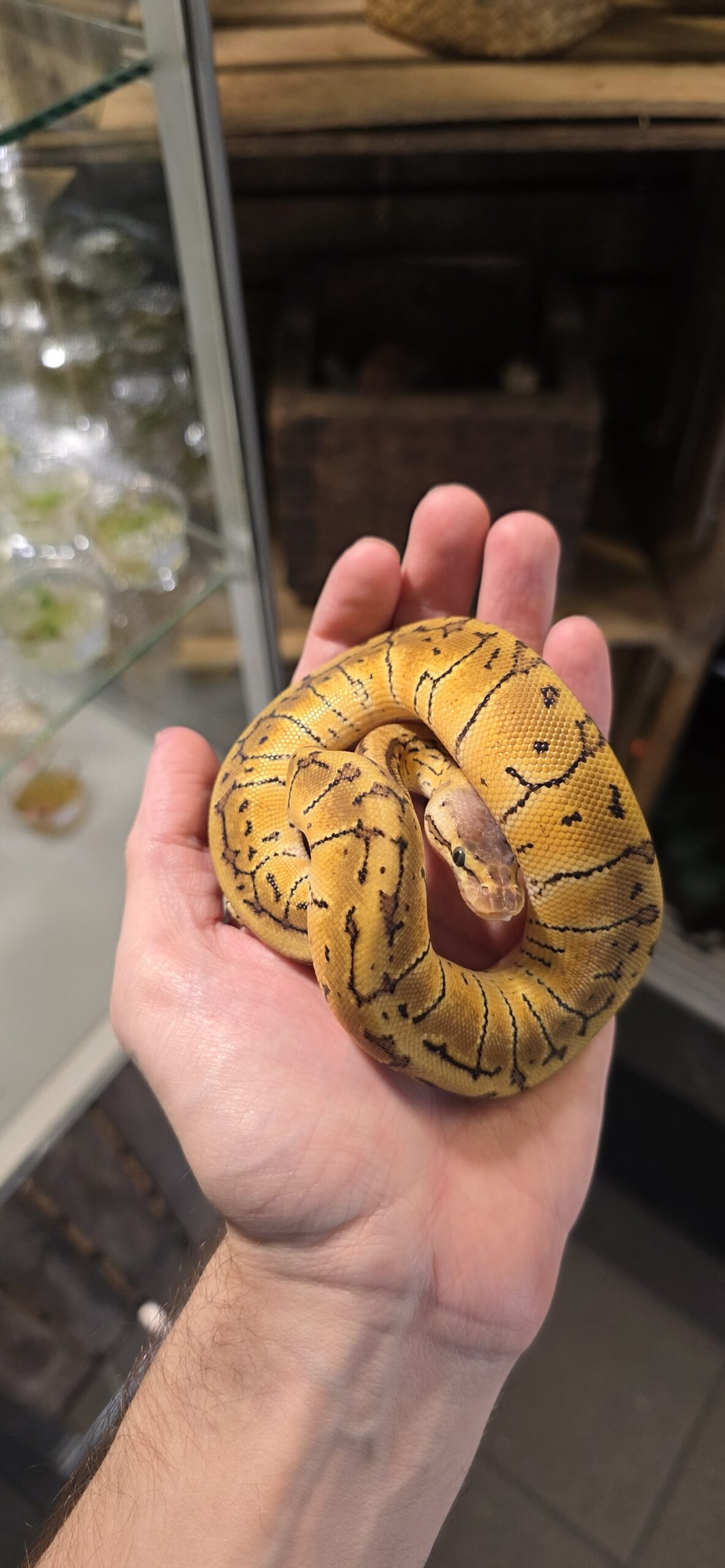 Kuningaspyton Pastel Pinstripe 1.0 C101