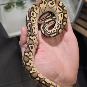 Kuningaspyton Lesser Pastel 1.0 C103