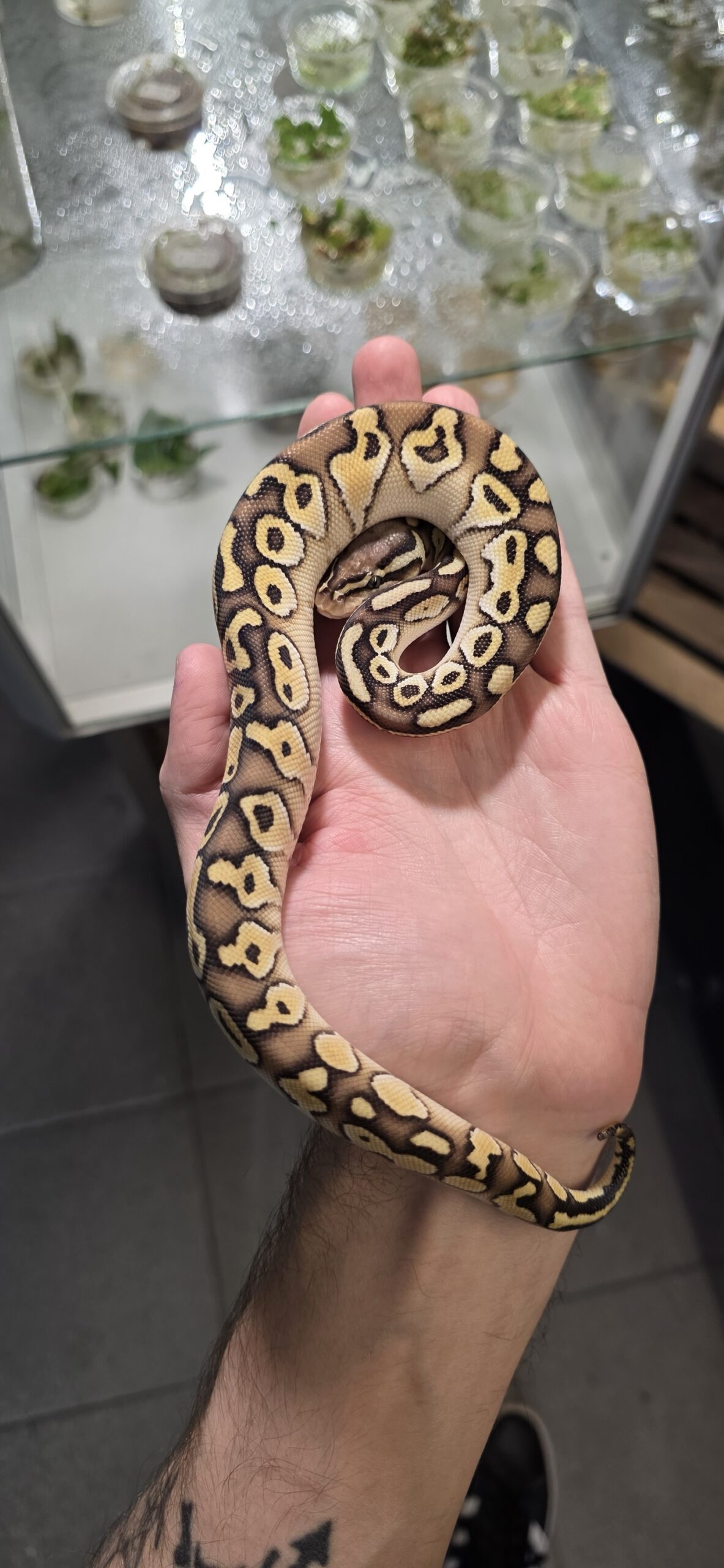 Kuningaspyton Lesser Pastel 1.0 C103