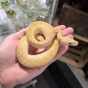 Kuningaspyton 0.1 Clown Lesser Pastel Pinstripe C105