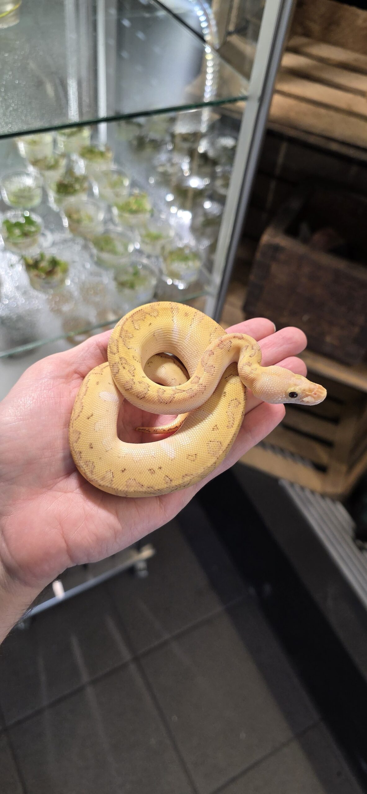 Kuningaspyton 0.1 Clown Lesser Pastel Pinstripe C105