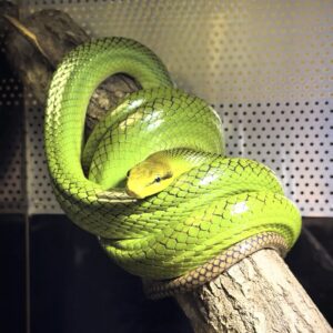 Gonyosoma oxycephalum (Punahäntärottakäärme) 1.0 CB22