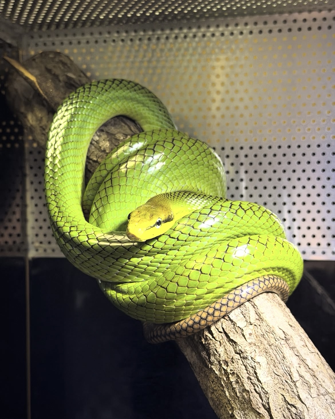 Gonyosoma oxycephalum (Punahäntärottakäärme) 1.0 CB22