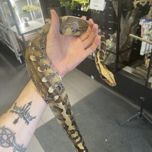 Borneon Lyhythäntäpyton, Python breitensteini