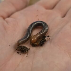 Analocostreptus servatius (Firehead millipede) 2kpl