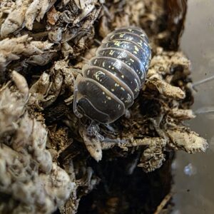 Armadillidium pictum 10kpl