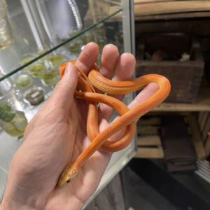 Viljakäärme (Pantherophis guttatus) Hypo Sunkissed Stripe 0.1