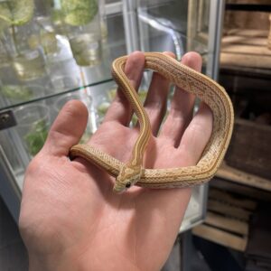 Viljakäärme (Pantherophis guttatus) Amber Tessera 1.0