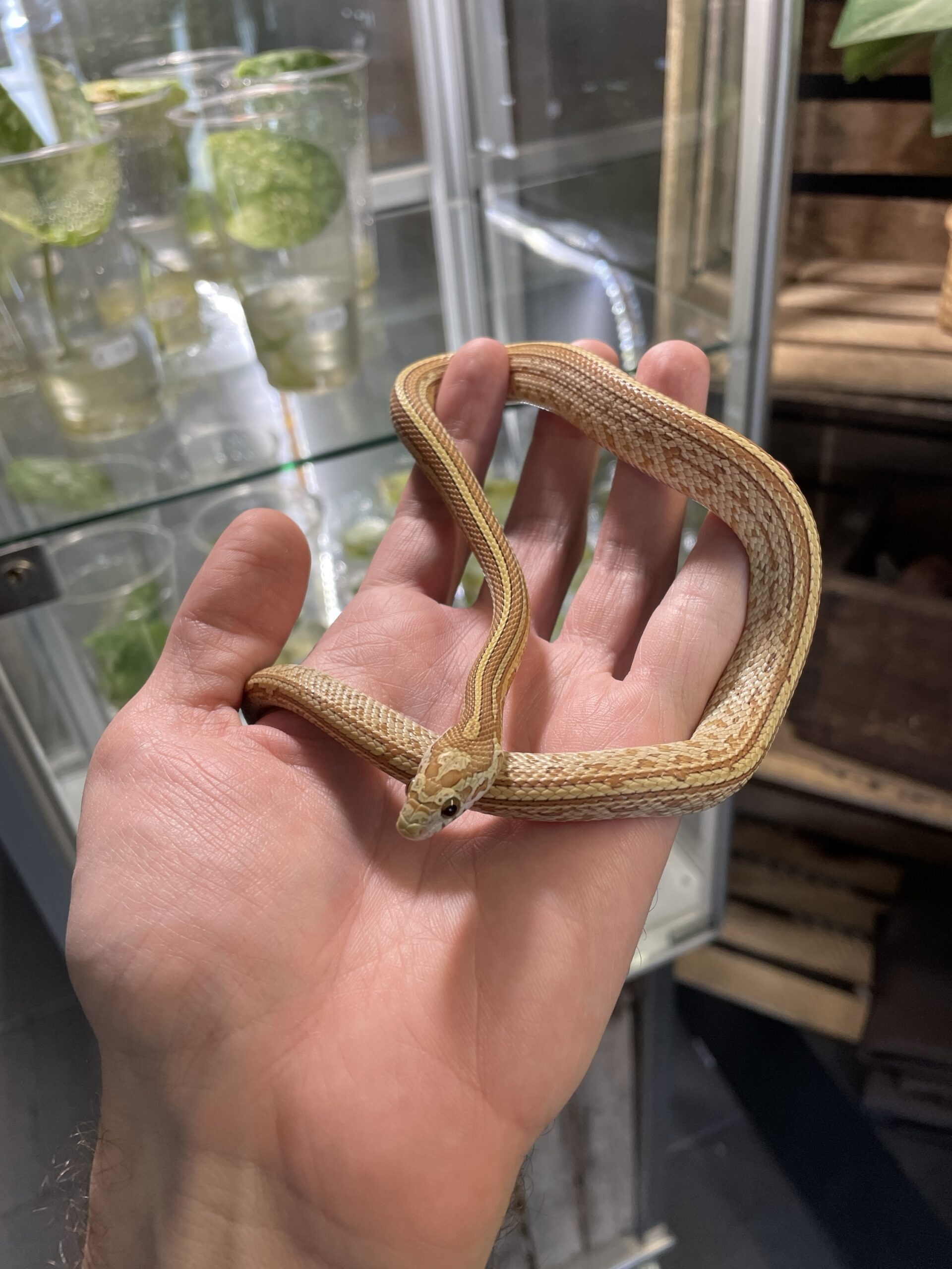 Viljakäärme (Pantherophis guttatus) Amber Tessera 1.0