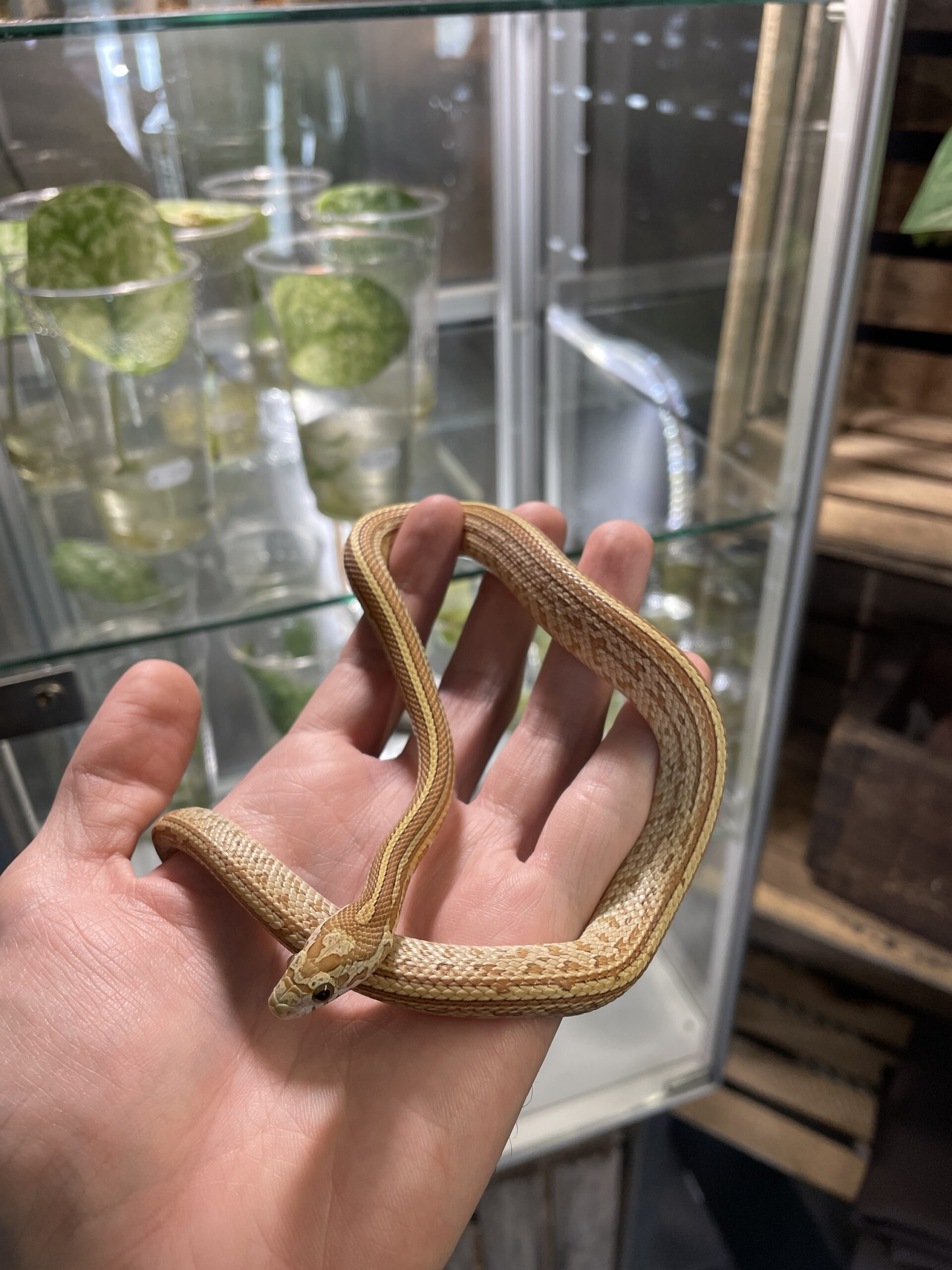 Viljakäärme (Pantherophis guttatus) Amber Tessera 1.0 - Image 2