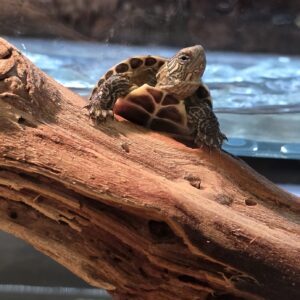 Mauremys reevesii (Reevesin kilpikonna)