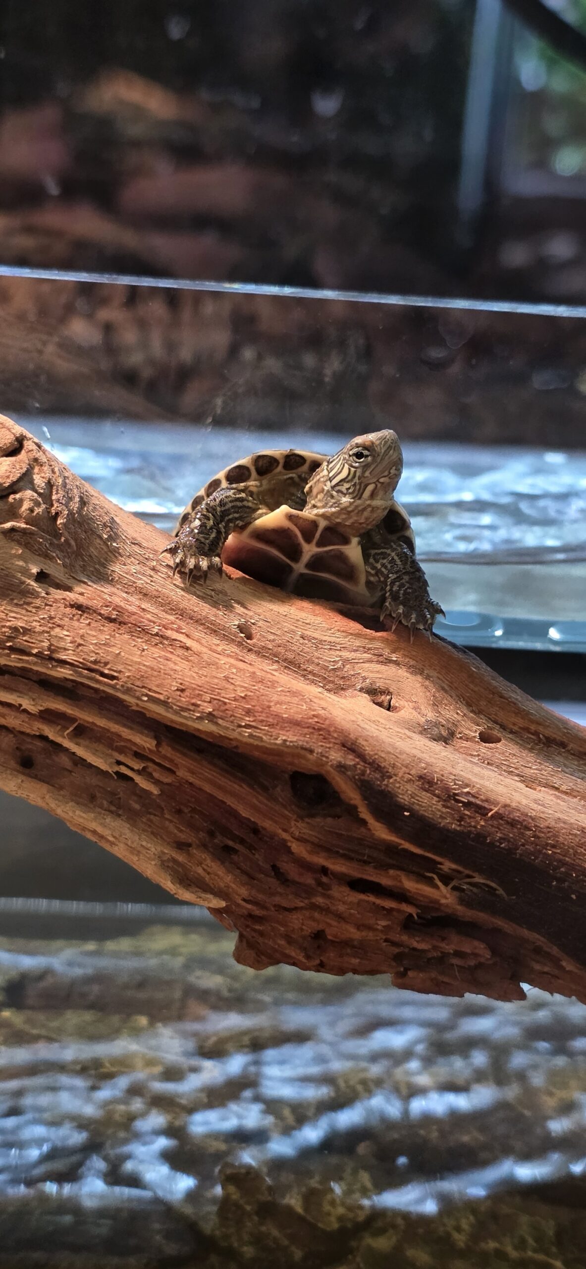Mauremys reevesii (Reevesin kilpikonna)