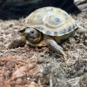 Testudo horsfieldii (Nelivarvaskilpikonna)