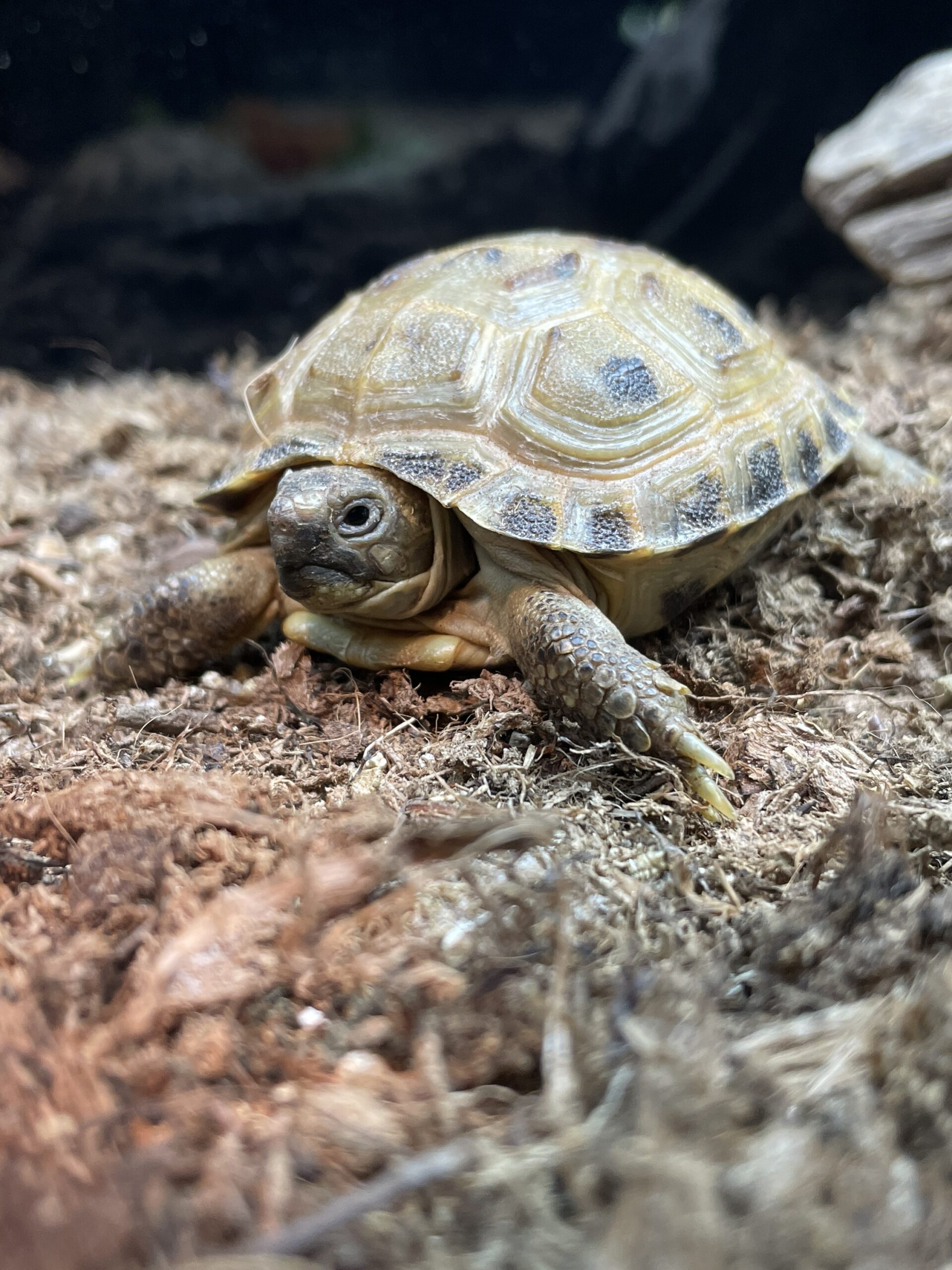 Testudo horsfieldii (Nelivarvaskilpikonna)