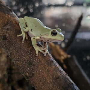 Litoria caerulea (Korallisormisammakko)
