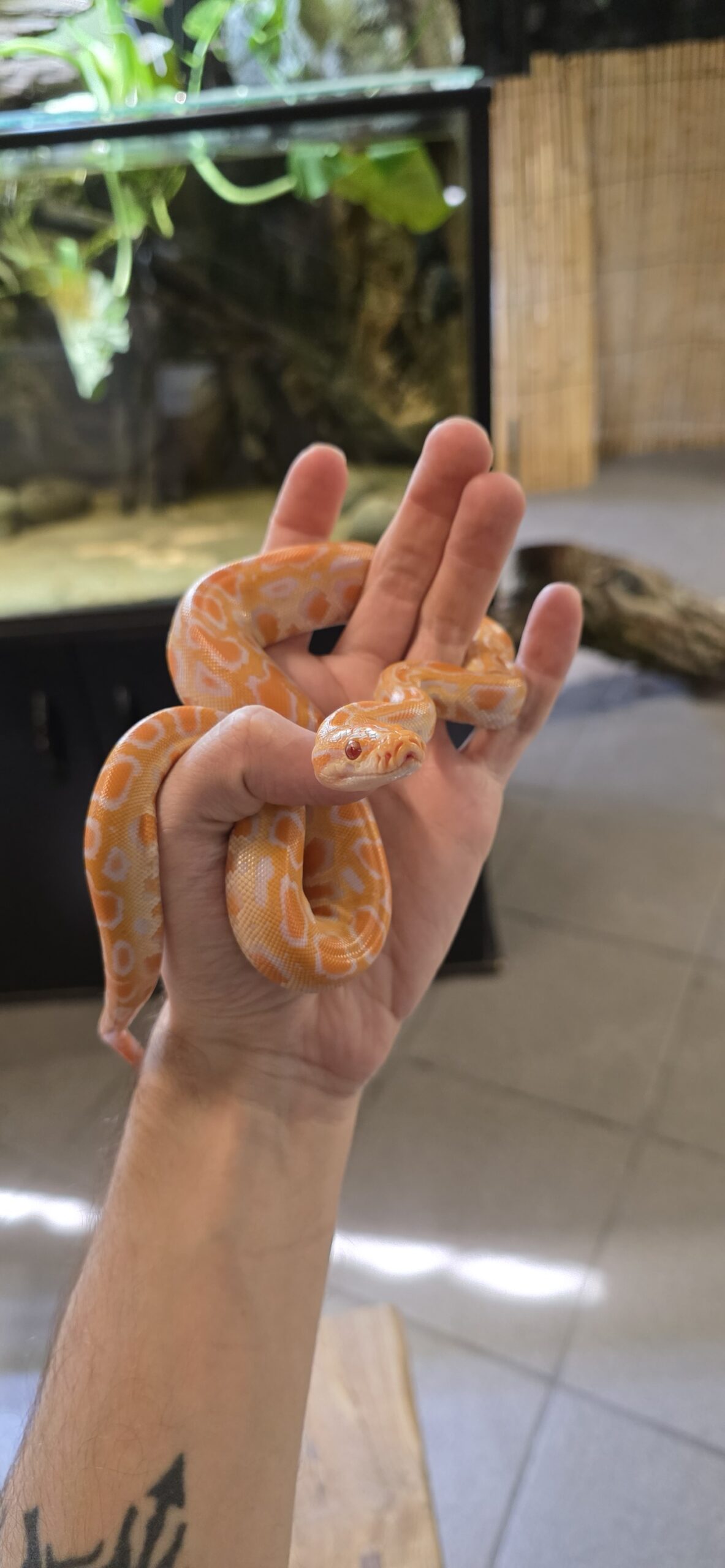 Python bivittatus (Burmanpyton) Albino - Image 2