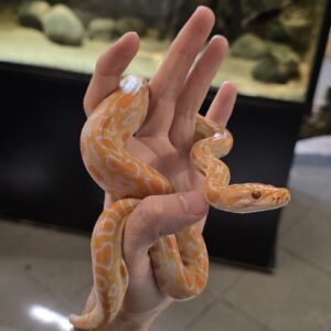 Python bivittatus (Burmanpyton) Albino