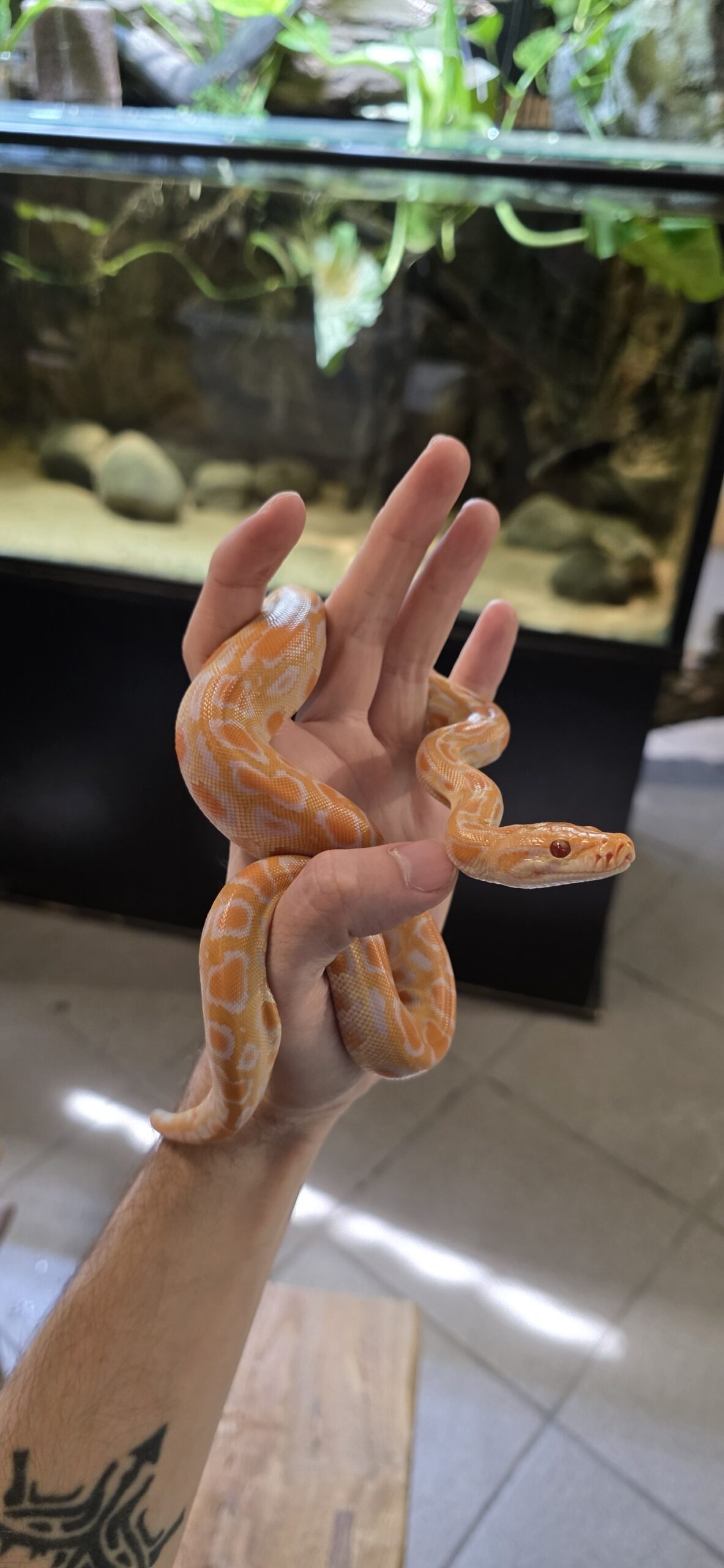 Python bivittatus (Burmanpyton) Albino