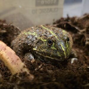 Pyxicephalus adspersus (Afrikkalainen härkäsammakko)