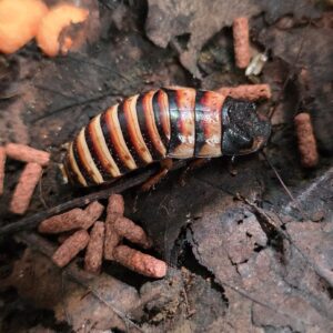 Elliptorhina javanica (Halloween sihisevä torakka)