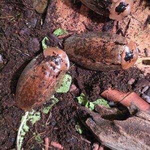 Archimandrita tessellata "Pepper Cockroach"