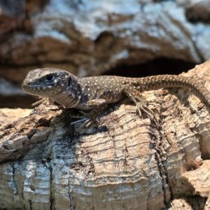 Timon lepidus (Helmisisilisko)