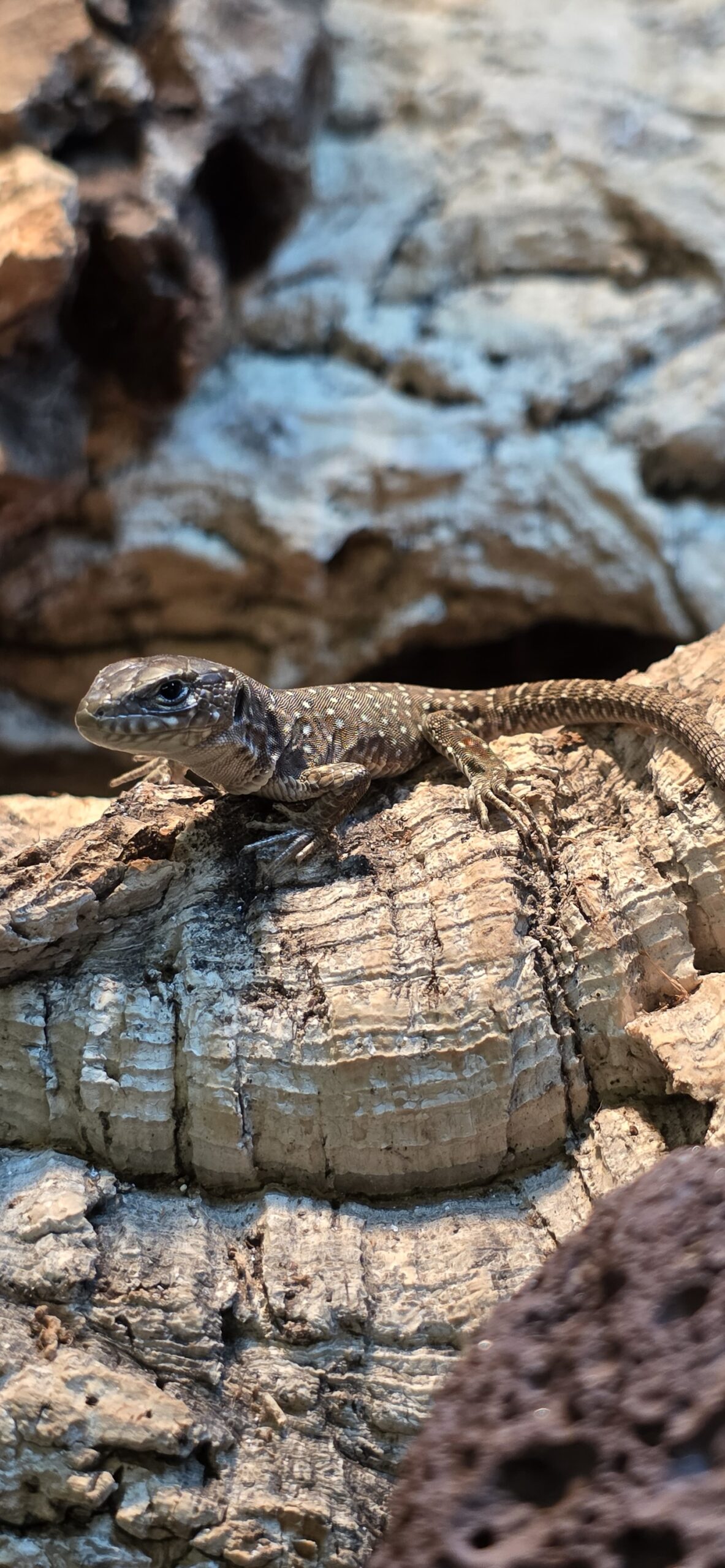 Timon lepidus (Helmisisilisko)