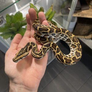 Python bivittatus (Burmanpyton)